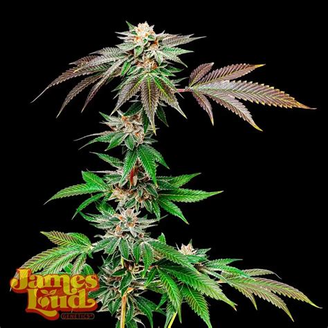 Large chunky flowers on very strong stems with greasy crystal coating and very high terpene content. . Orange funk strain